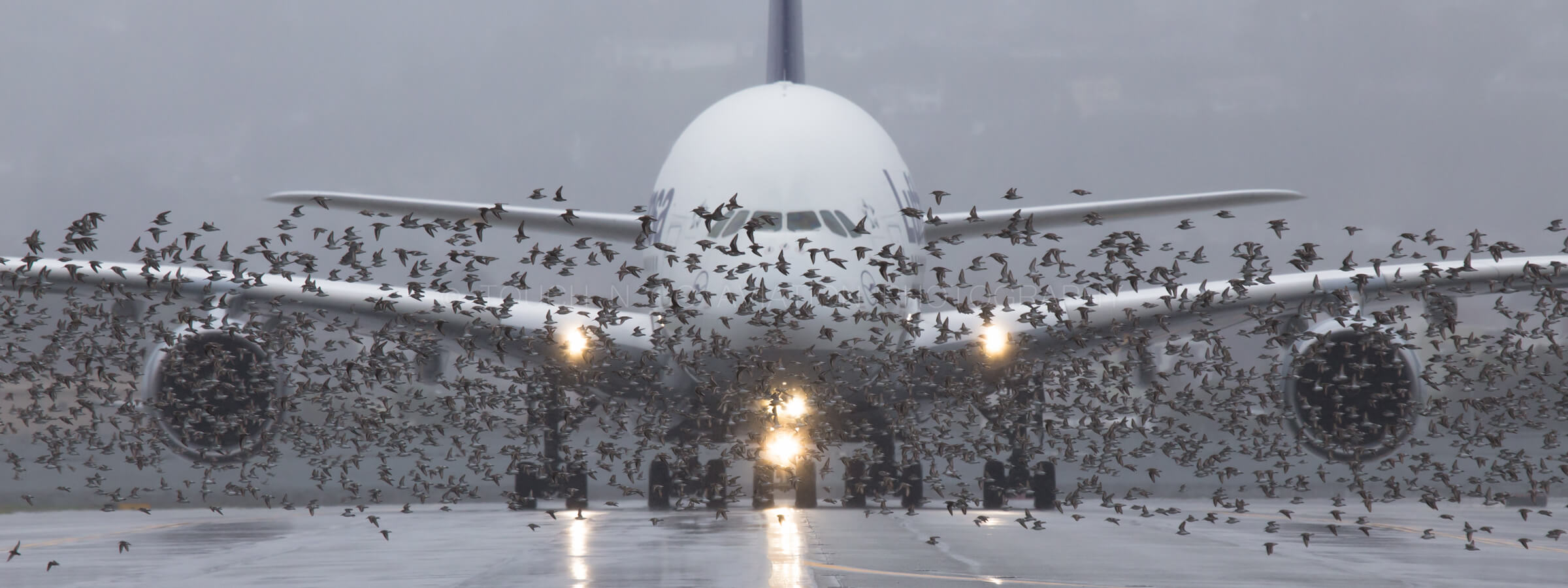 Massive flock of birds in front of Lufthansa A380 during winter storm at SFO.