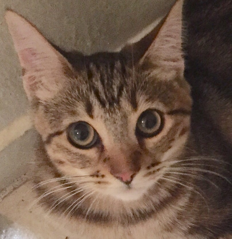 close up of Cirrus' face.
