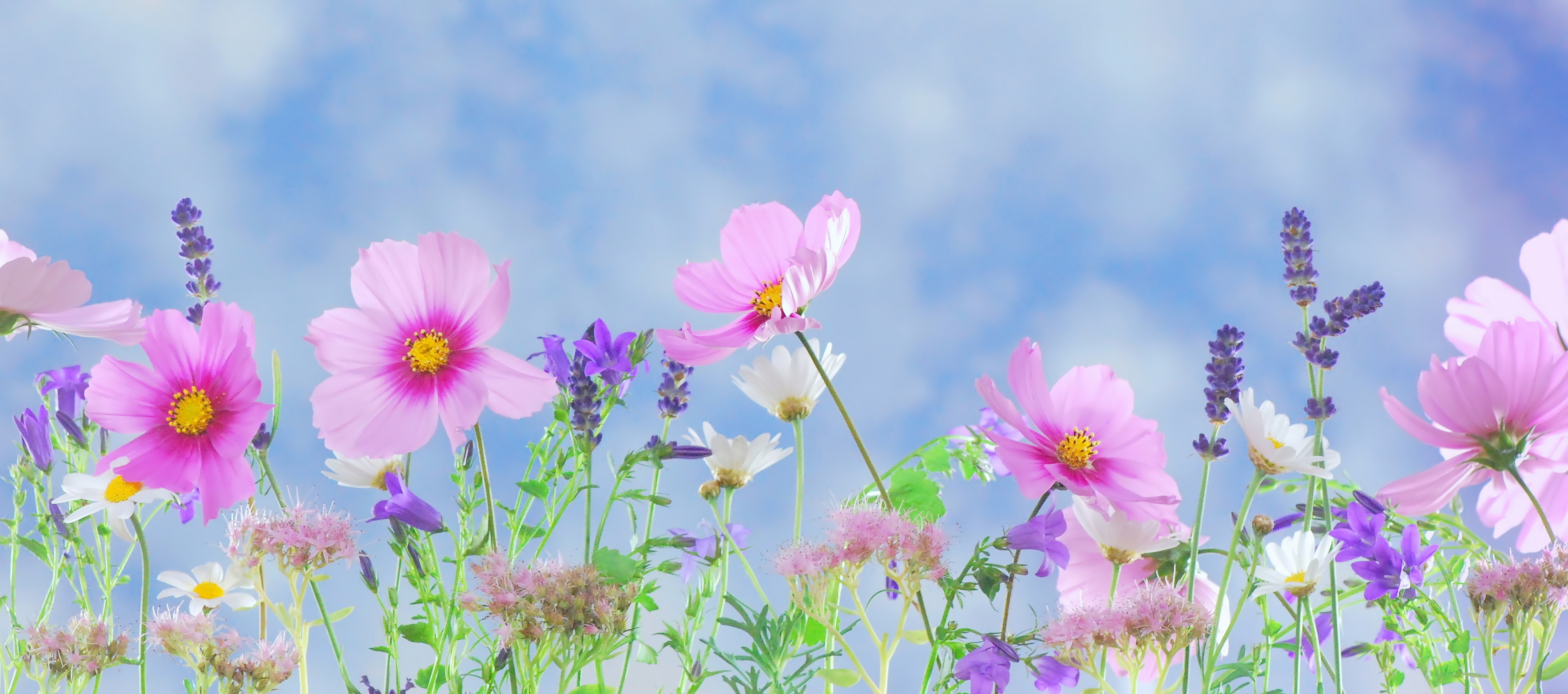 field of wildflowers