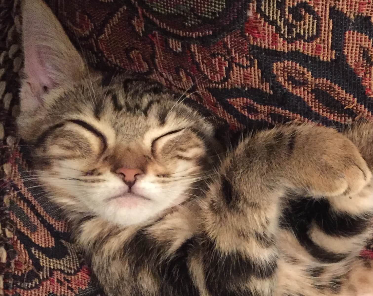 Cirrus, when she was a kitten, sleeping